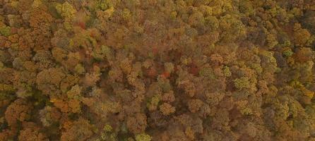 luchtfoto in het herfstbos