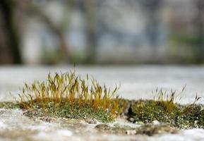 bloeiend mos op een betonnen schutting in de tuin foto