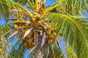 tropische palmboom met blauwe lucht playa del carmen mexico.