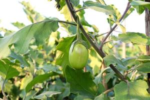 brinjal op boom in de boerderij voor oogst foto