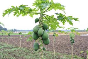 groen gekleurde papaya voorraad op boom in boerderij foto