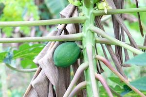 groen gekleurde papaya voorraad op boom in boerderij foto