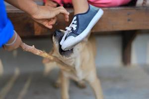 het gevaar van huisdieren om voorzichtig te zijn, hond bijt een kind op schoenen foto