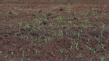 ruzi gras komt op in het grasveld. grazen foto