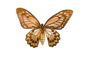 gigantische vlinder ornithoptera priamus geïsoleerd op witte achtergrond