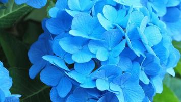 blauwe hortensia of hortensia macrophylla van sapporo hokkaido japan. foto