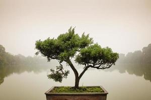 bij de zentuin een japanse bonsaiboom in een pot. bonsai is een Japanse kunstvorm waarbij bomen in potten worden gekweekt. foto