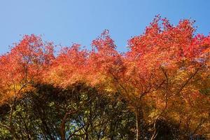 prachtige natuur in arashiyama in het herfstseizoen in kyoto, japan. arashiyama is een bezienswaardigheid voor toeristen in Kyoto. foto