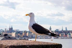 zeemeeuw bij de brug met de oceaan en de stad Stockholm op de achtergrond in zweden foto
