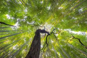 prachtige natuur bamboebossen in het herfstseizoen in arashiyama in kyoto, japan. foto