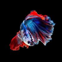 close-up kunstbeweging van betta vis of siamese kempvissen geïsoleerd op zwarte achtergrond