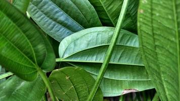 groen lang blad met nerven en structuur blad foto