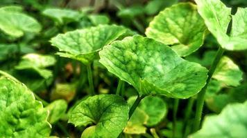 groene bladeren kruidenplant centella asiatica, rond blad. foto