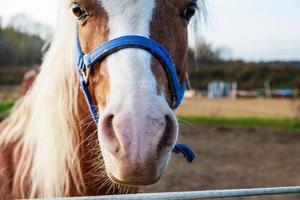 close-up van snuit van boerderijpaard met hoofdstel in paddock in weiland foto