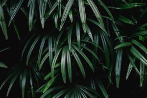 groene blad minimale stijlen tropische groene palmbladeren op lichte achtergrond minimaal surrealisme zwart. foto