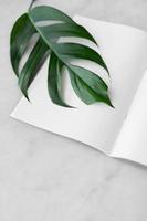 groene blad minimale stijlen tropische groene palmbladeren op lichte achtergrond minimaal surrealisme zwart. foto