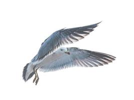 vogel kleine voorraad overlay vliegen naar spreid zijn vleugels en veren op wit. foto