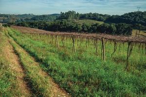 landelijk landschap met bladloze wijnstokken in een wijngaard opzij een pad en gebouwen van bento goncalves aan de horizon. een vriendelijk plattelandsstadje in Zuid-Brazilië, beroemd om zijn wijnproductie. foto