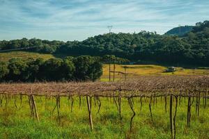 landelijk landschap met rijen bladloze wijnstokken in een wijngaard met landhuis en beboste heuvels in de buurt van bento goncalves. een vriendelijk plattelandsstadje in Zuid-Brazilië, beroemd om zijn wijnproductie. foto