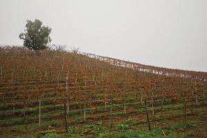 landelijk landschap met rijen wijnstokken over heuvel, in een mistige dag in de buurt van bento goncalves. een vriendelijk plattelandsstadje in Zuid-Brazilië, beroemd om zijn wijnproductie. foto