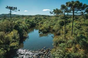 beek die door een weelderig bos met pijnbomen loopt in de landelijke laaglanden, pampa's genaamd, in de buurt van cambara do sul. een klein stadje in het zuiden van Brazilië met verbazingwekkende natuurlijke toeristische attracties. foto