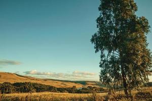 hoge boom op de voorgrond in landelijke laaglanden genaamd pampa's bedekt met droge struiken bij zonsondergang in de buurt van cambara do sul. een klein stadje in het zuiden van Brazilië met verbazingwekkende natuurlijke toeristische attracties. foto