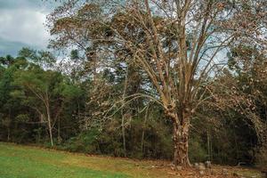 herfstlandschap met bladloze grote boom te midden van weelderig bos op een bewolkte dag in het caracol-park in de buurt van canela. een charmant stadje dat erg populair is vanwege het ecotoerisme in Zuid-Brazilië. foto
