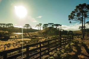 landschap van landelijke laaglanden genaamd pampa's met houten hek tussen heuvels en bomen bij zonsondergang in de buurt van cambara do sul. een klein stadje in het zuiden van Brazilië met verbazingwekkende natuurlijke toeristische attracties. foto