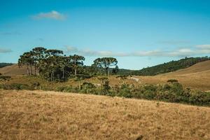 landschap van landelijke laaglanden genaamd pampa's met groene bosjes en droge struiken die de heuvels in de buurt van cambara do sul bedekken. een klein stadje in het zuiden van Brazilië met verbazingwekkende natuurlijke toeristische attracties. foto