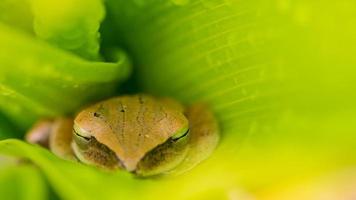 sprinkhaan rood op een groen blad foto