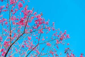 kersenbloem prunus cerasoides of wilde Himalaya kers, gigantische tijgerbloem in phu lom lo, phetchaboon, thailand. foto