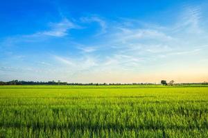 prachtige groene cornfield met zonsondergang hemelachtergrond. foto