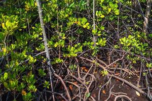 mangrove bomen bos, chon buri provincie, thailand. foto