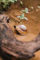 het tropische woud in vietnam foto