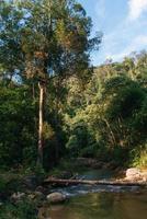 het tropische woud in vietnam foto