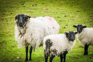 schapen in ierland foto