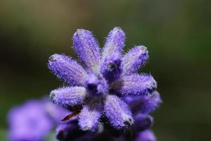 verse lavendel macro uitzicht foto