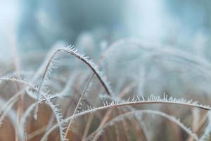 bevroren weide sprankelend in zonsopganglicht, droge grassen bedekt met vorst op winterochtend foto