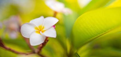 close-up van frangipani bloemen met groene achtergrond. mooie frangipani bloemen met groene bladeren achtergrond. tropisch park of tuin, romantische natuurbloemen