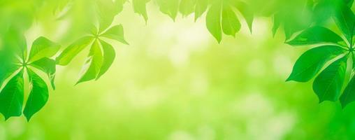close-up prachtig panoramisch uitzicht op de natuur groene bladeren op een wazige groene achtergrond met zonlicht foto
