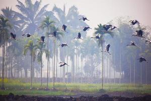 winter vogels landschap foto