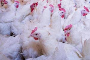 pluimveebedrijf met kip. veeteelt, huisvesting voor het kweken van vlees, voer voor het kweken van witte kippen in binnenhuisvesting. levende kip voor de productie van vlees en eieren in een opslag. foto