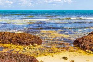 veel zeewier sargazo strand playa del carmen mexico. foto