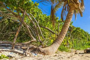 tropische glooiende palmboom blauwe lucht playa del carmen mexico.