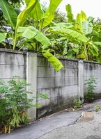 tropisch bos dschungel natuur achter muren in thailand. foto