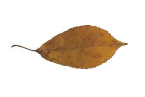 herfst droog blad op een witte achtergrond foto