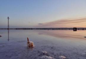 zonsondergang op de roze lagune van de zoutvlakten van torrevieja, spanje foto