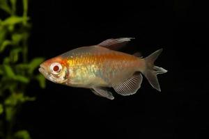 portret van aquariumvissen - congo tetra phenacogrammus interruptus op zwarte achtergrond foto