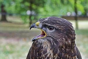 portret van buizerd buteo buteo foto