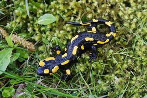 vuursalamander salamandra salamandra in de natuur foto
